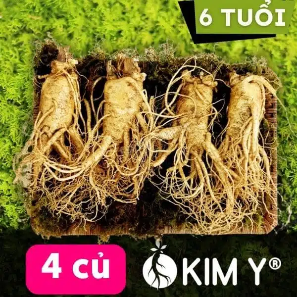 Nhân sâm tươi Hàn Quốc 4 củ 1kg - KIM Y