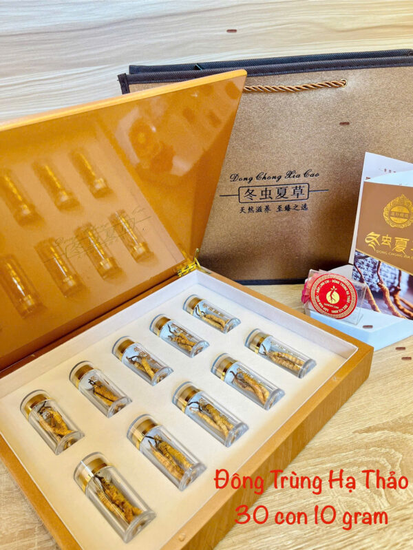 đông trùng hạ thảo tây tạng