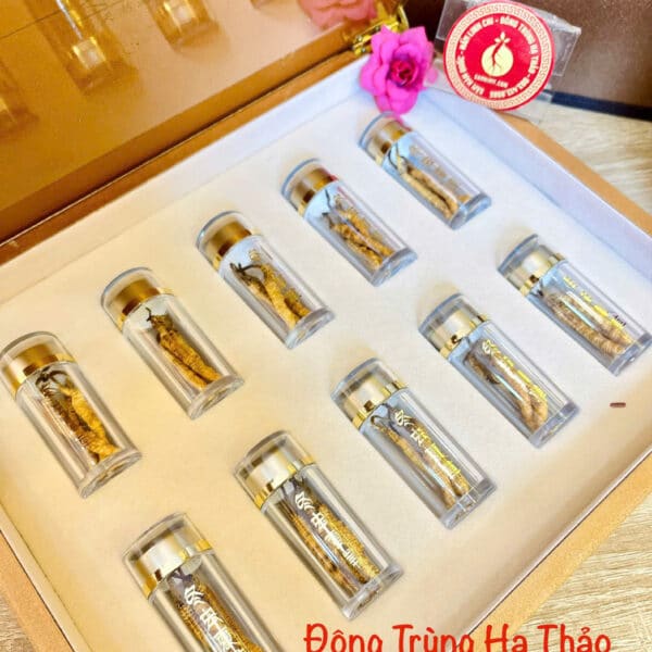 đông trùng hạ thảo tây tạng