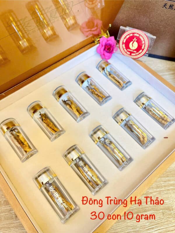 đông trùng hạ thảo tây tạng