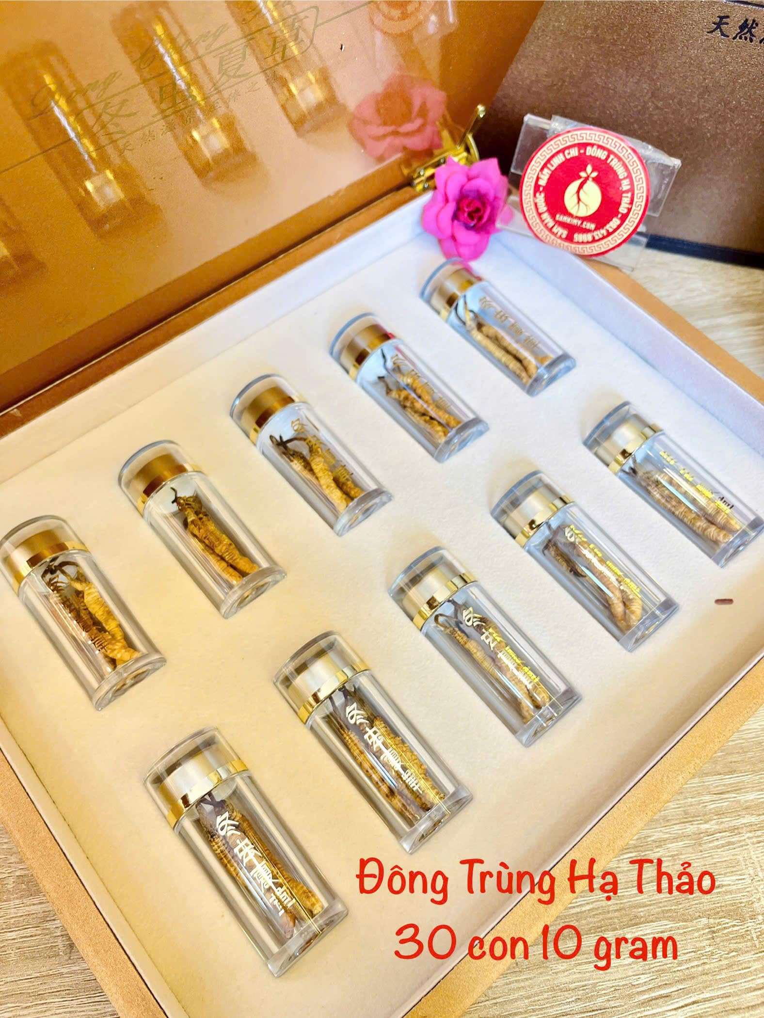 đông trùng hạ thảo tây tạng