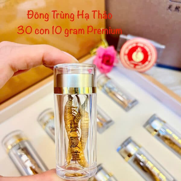 đông trùng hạ thảo tây tạng
