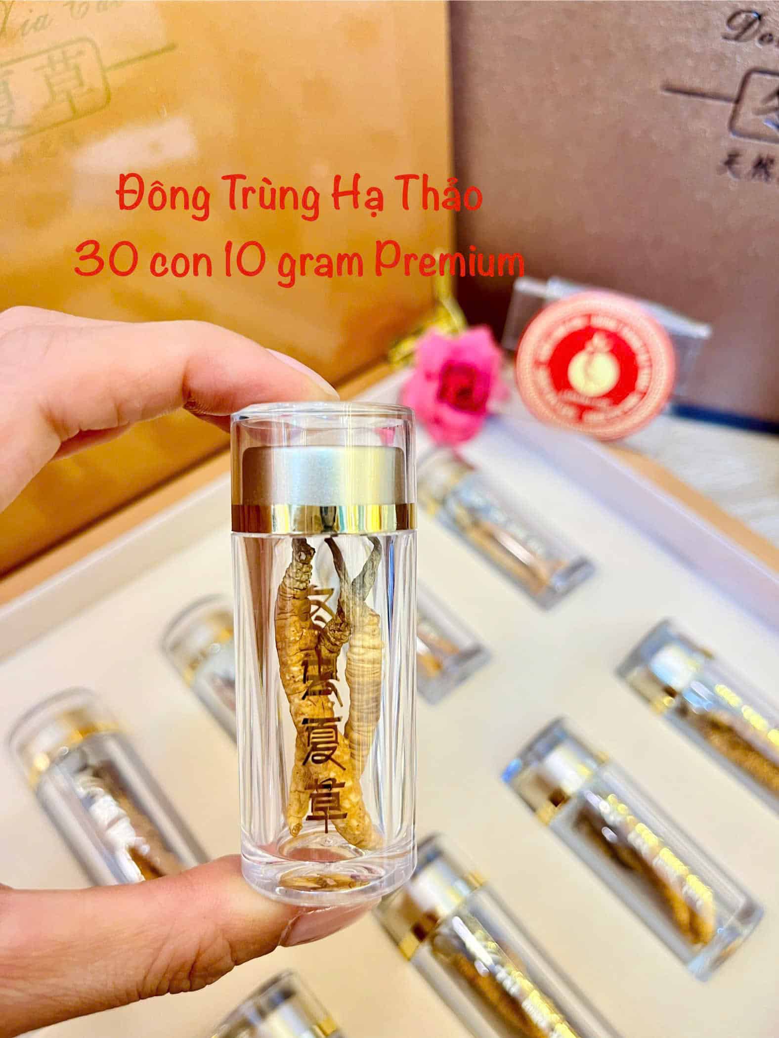 đông trùng hạ thảo tây tạng