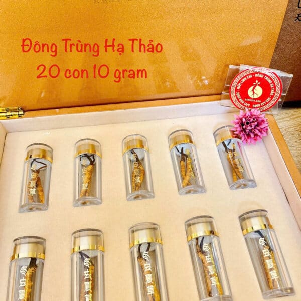 đông trùng hạ thảo tây tạng