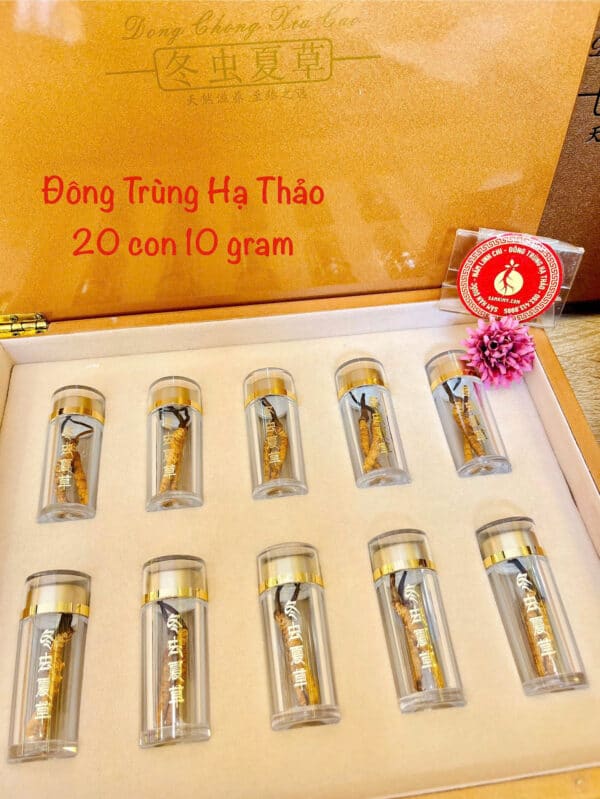 đông trùng hạ thảo tây tạng
