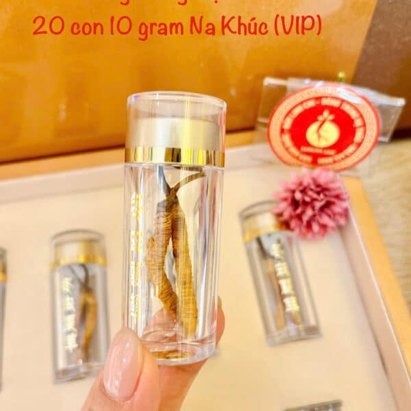 đông trùng hạ thảo tây tạng