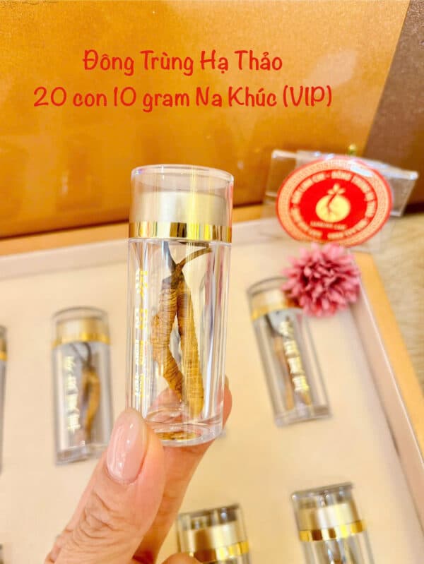 đông trùng hạ thảo tây tạng
