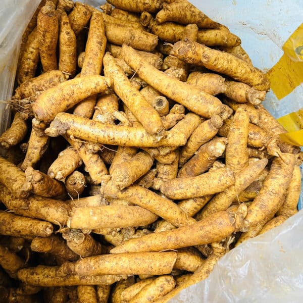 sâm trọc