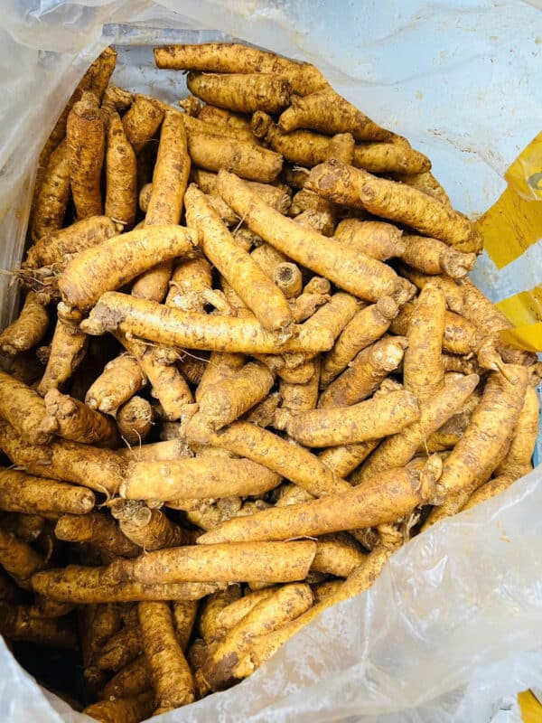 sâm trọc