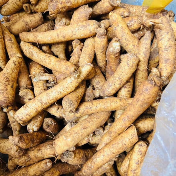 sâm trọc