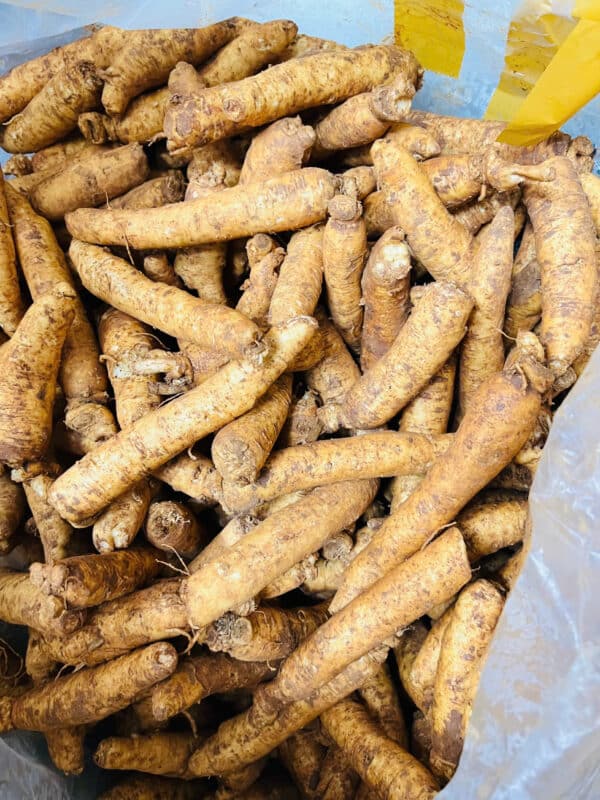 sâm trọc