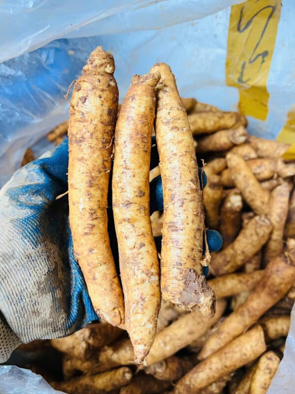 sâm trọc