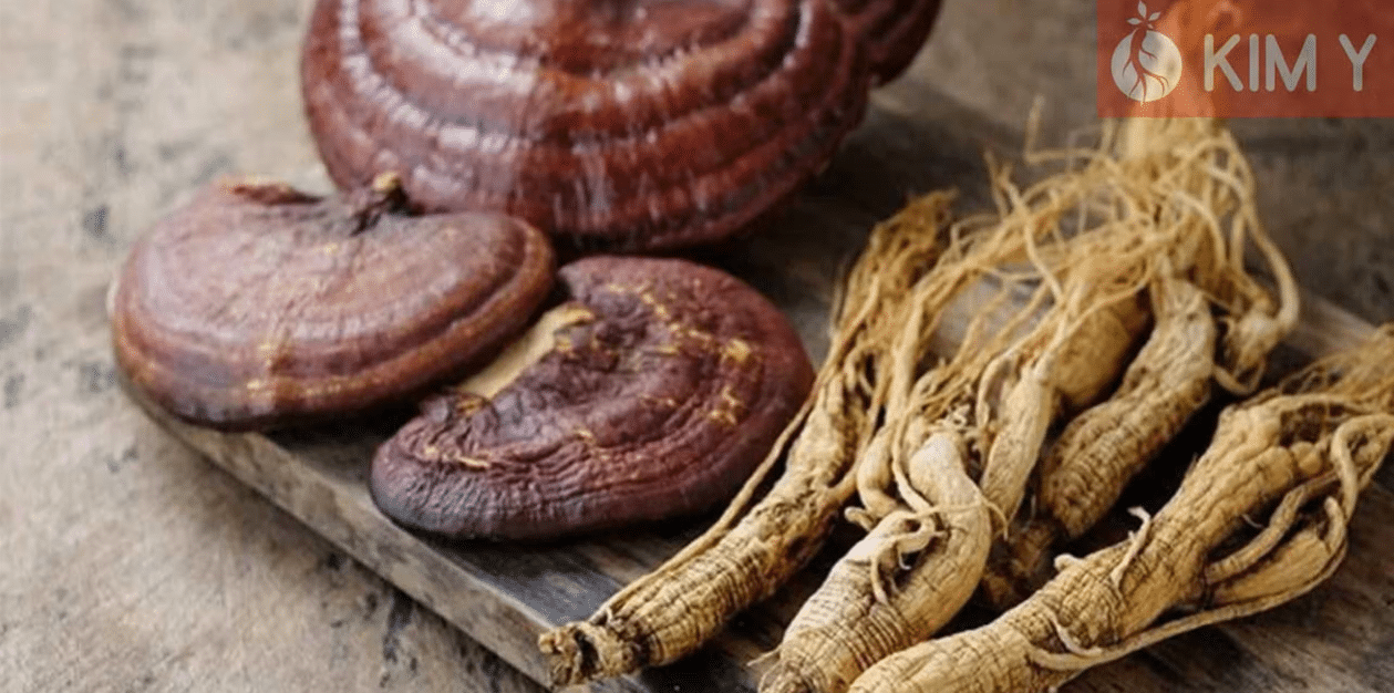 Nấm Linh Chi tại Kim Y