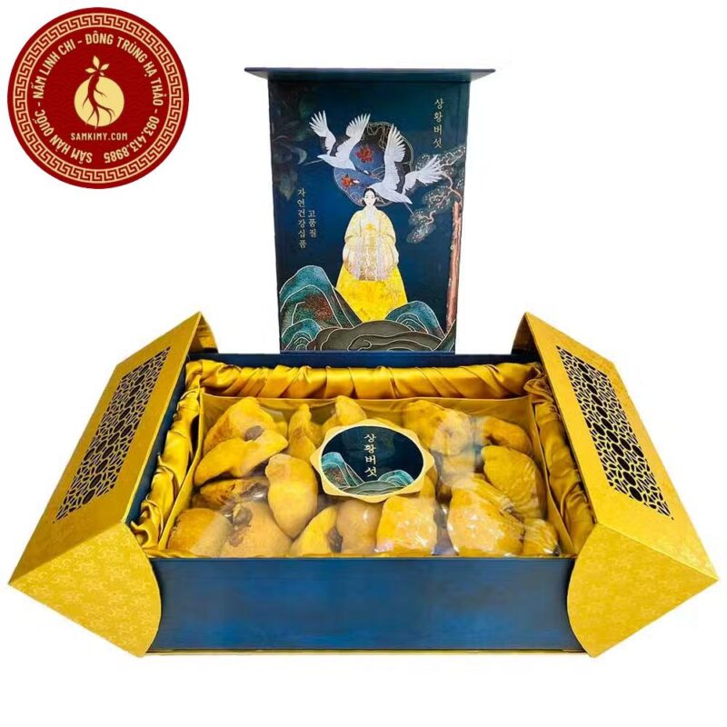 Nấm linh chi thượng hoàng cổ