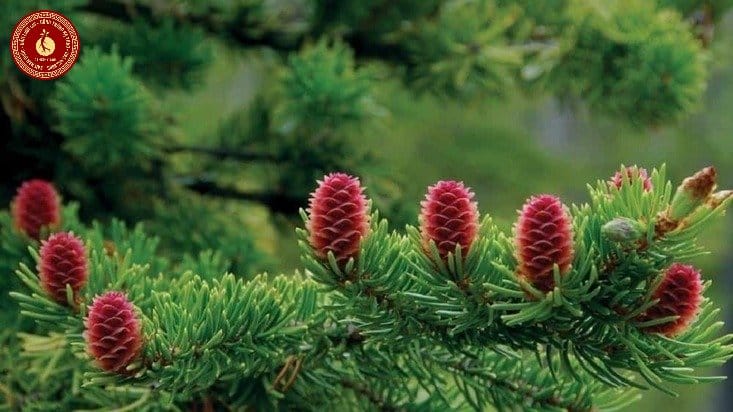 Có nên uống tinh dầu thông đỏ thường xuyên