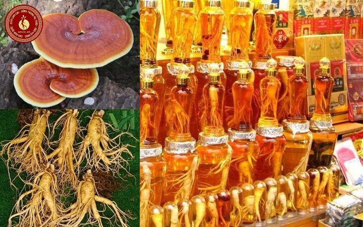 nấm linh chi ngâm rượu với sâm có được không