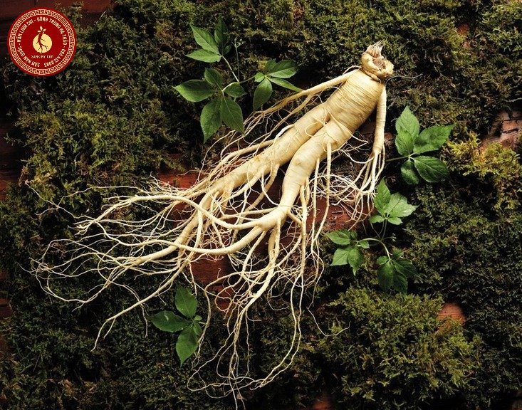 hồng sâm hàn quốc 6 năm tuổi