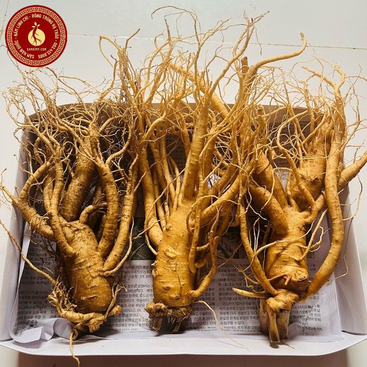 giá sâm hàn quốc 6 năm tuổi