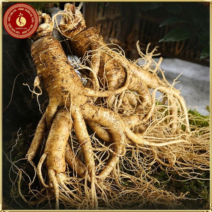 sâm hàn quốc 6 tuổi