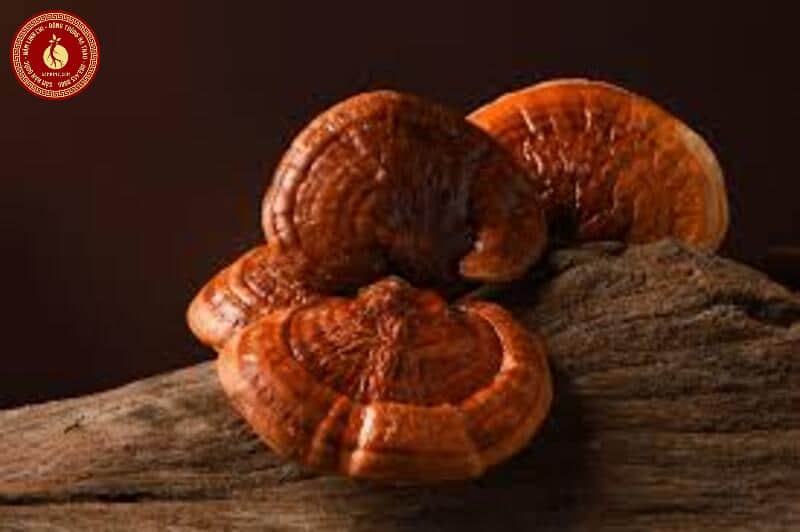 vai trò của nấm linh chi