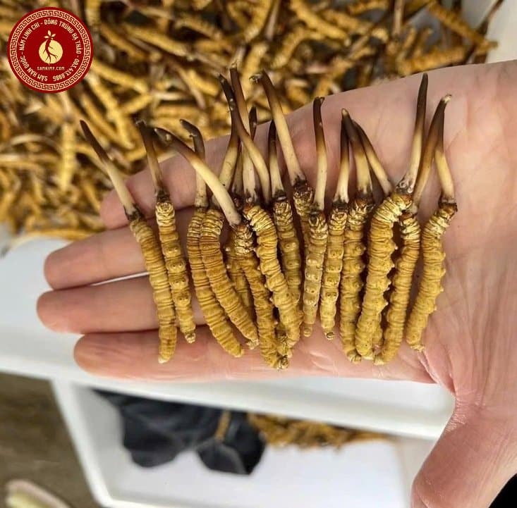 1kg đông trùng hạ thảo giá bao nhiêu