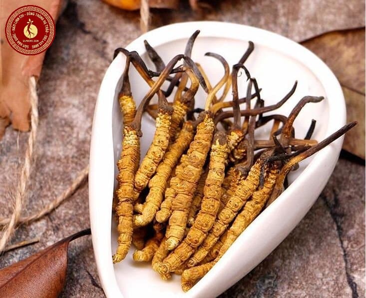 Đông trùng hạ thảo Tây Tạng có tác dụng gì