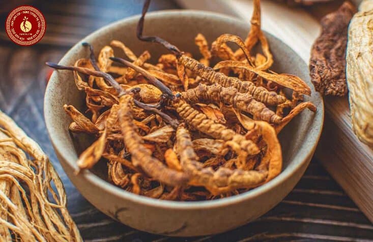 Đông trùng hạ thảo Tây Tạng có tác dụng gì