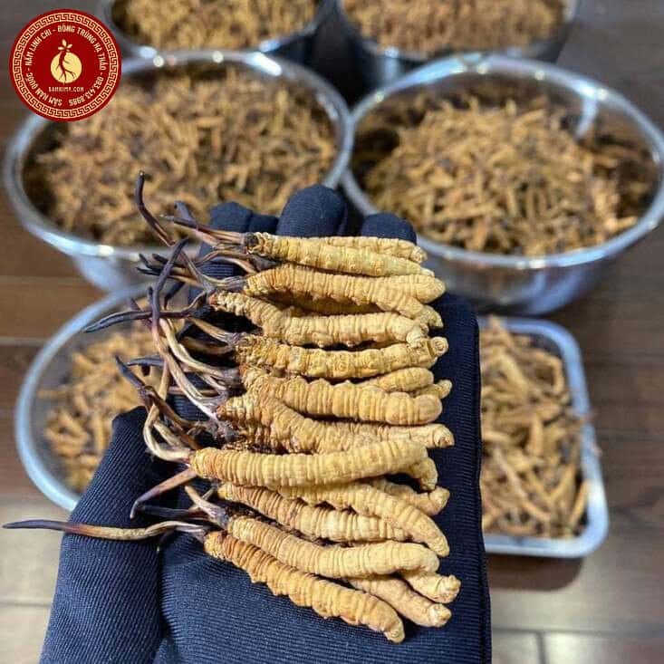 Đông trùng hạ thảo Tây Tạng có tác dụng gì