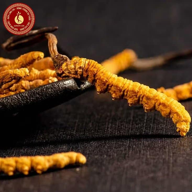 Đông trùng hạ thảo Tây Tạng có tác dụng gì
