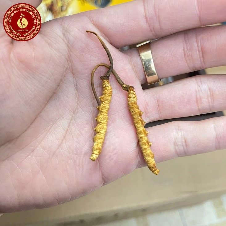 Giá đông trùng hạ thảo khô Tây Tạng Giá đông trùng hạ thảo khô Tây Tạng