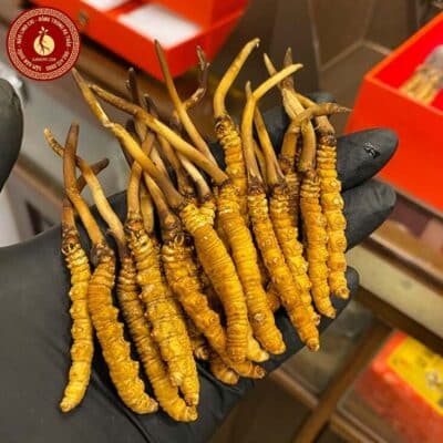 uống đông trùng hạ thảo vào lúc nào tốt nhất