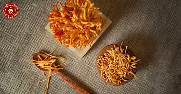 uống đông trùng hạ thảo vào lúc nào tốt nhất
