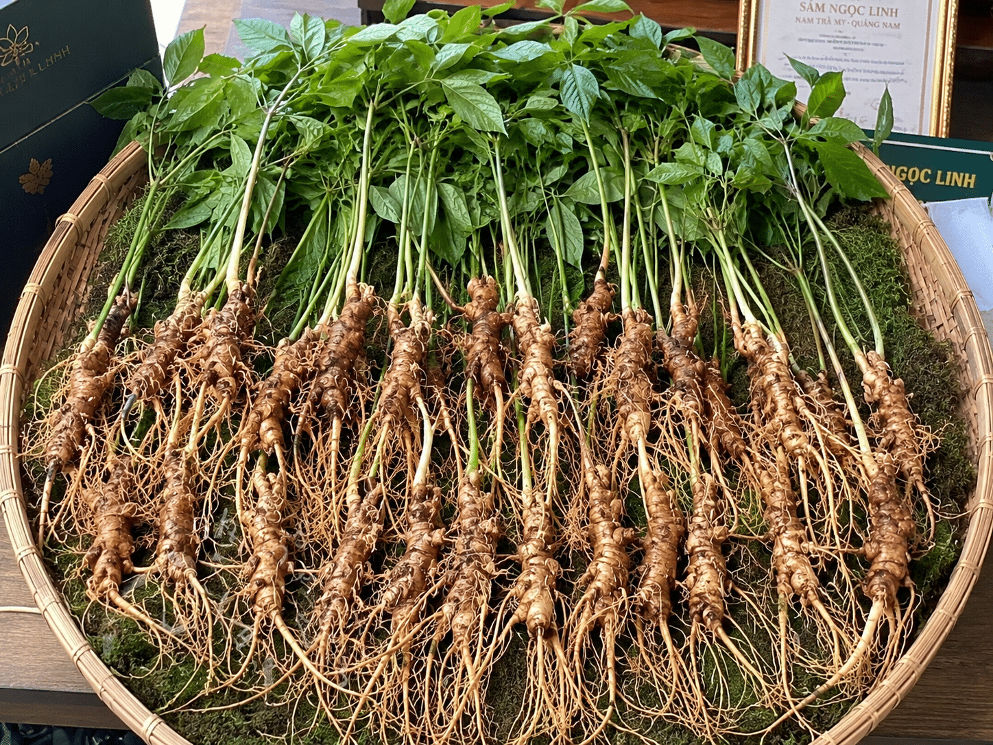 Sâm Ngọc Linh
